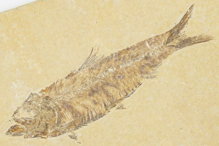 3.2" Detailed Fossil Fish (Knightia) - Wyoming